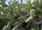 Kaktus.jpg
