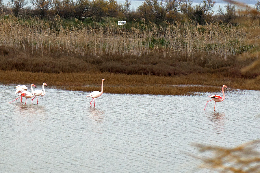 Flamingos