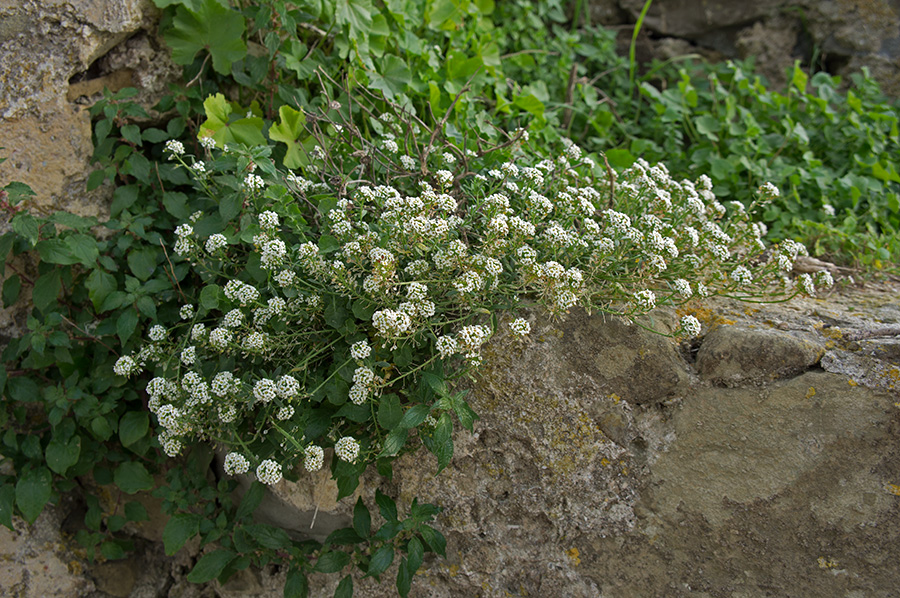 Tarifa4