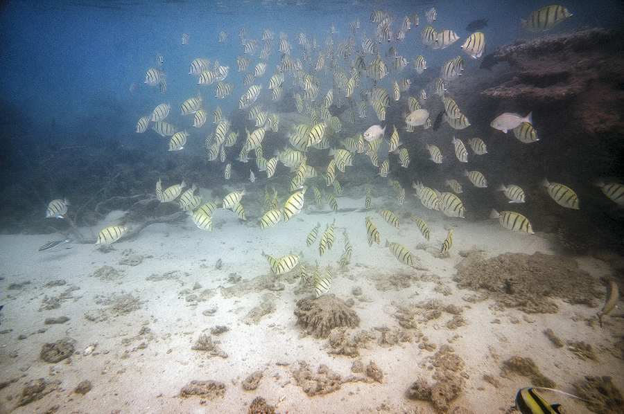 Ningaloo10