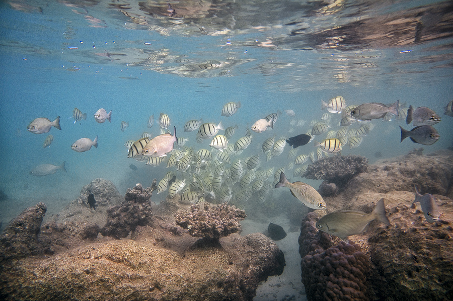 Ningaloo11