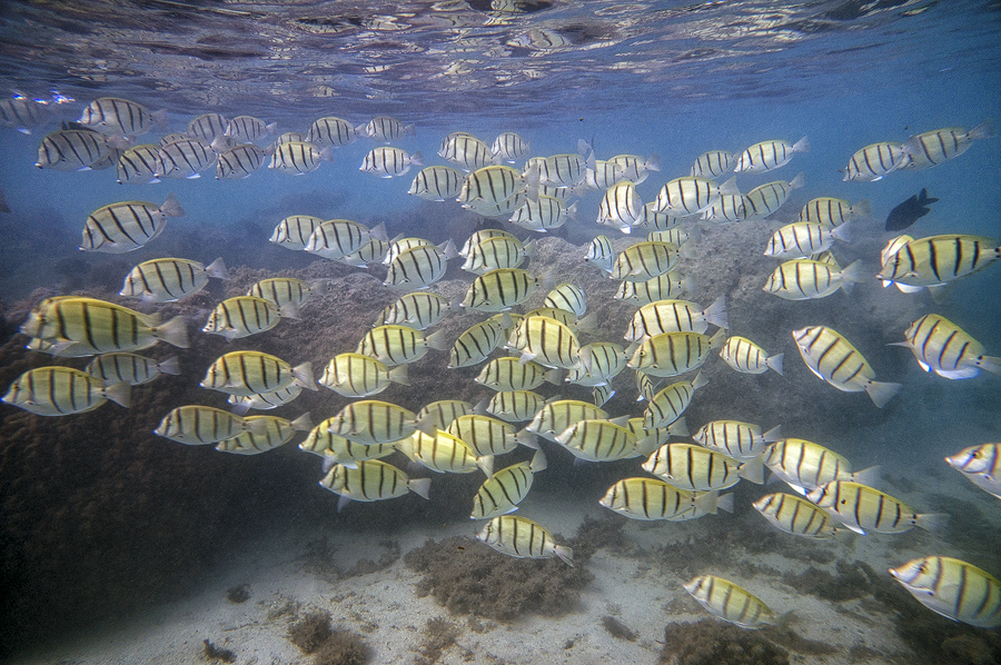 Ningaloo13