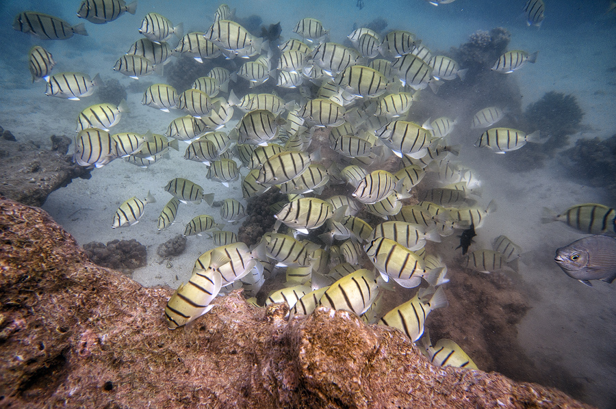 Ningaloo14