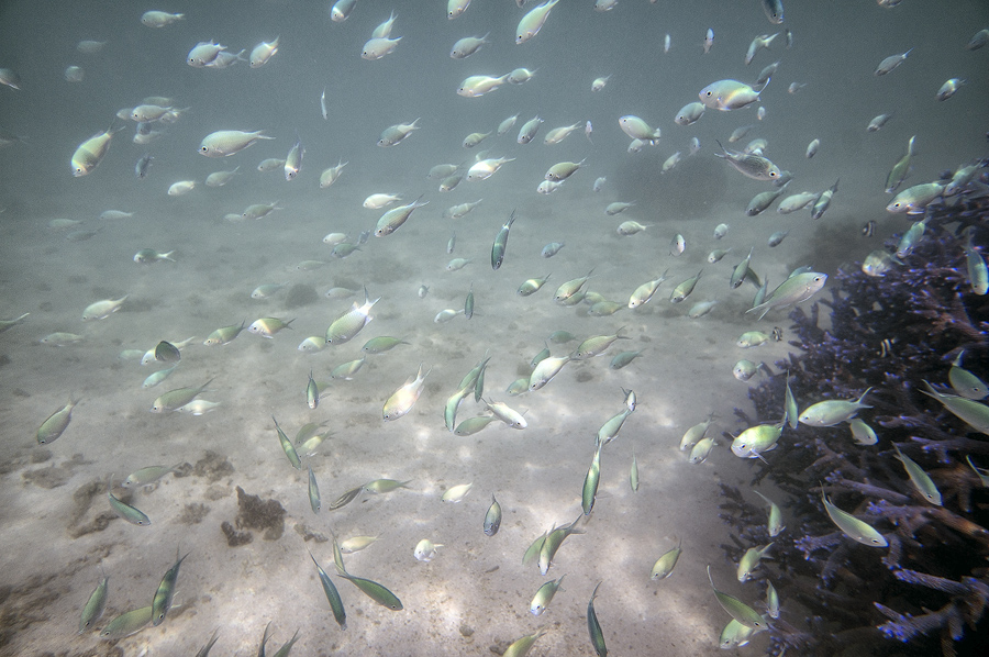 Ningaloo3