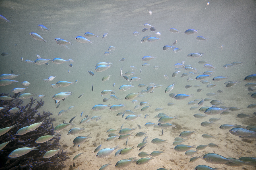 Ningaloo4