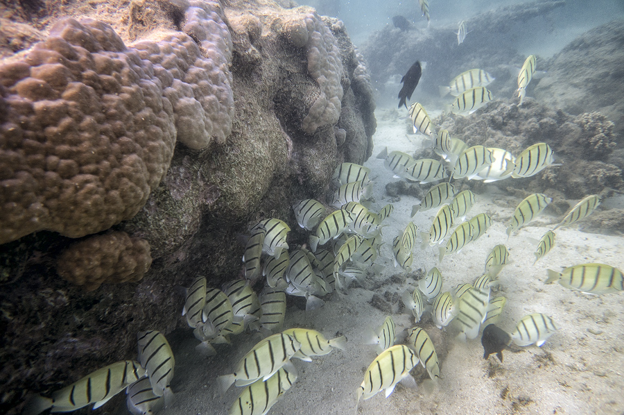 Ningaloo5