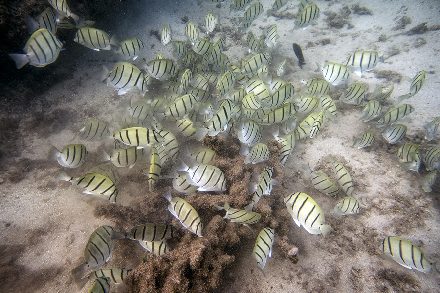 Ningaloo6