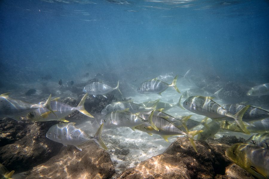 Ningaloo8