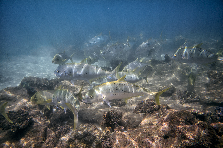 Ningaloo9