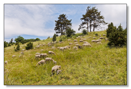 Schafe Landschaft Fränkische Schweiz
