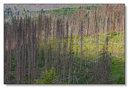 Harz kaputte Bäume
