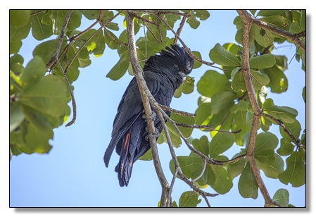 Schwarzer Kakadu