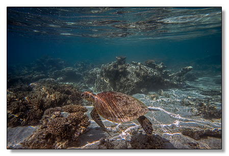 Meeresschhildkröte